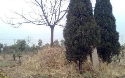祖坟风水种什么树好墓地旁边适合栽种的植物 图片2 祖坟风水种什么树好墓地旁边适合栽种的植物 图片1