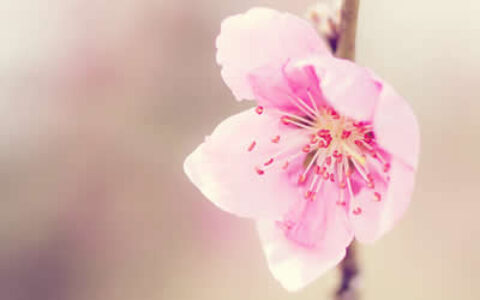 本命年招桃花：怎么化解烂桃花