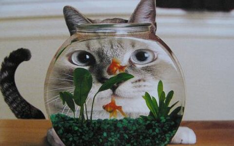 养鱼的风水讲究