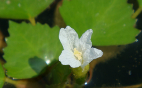 菱花的寓意和象征 菱花代表啥意思