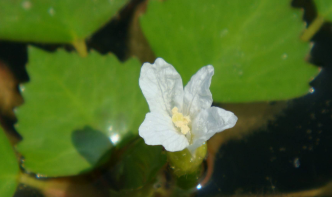 菱花的寓意和象征 菱花代表啥意思 图片1