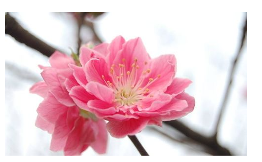 属狗的四大桃花年 属狗2022桃花运 图片1