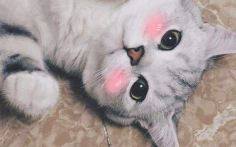 养猫聚财还是破财 家里养猫好