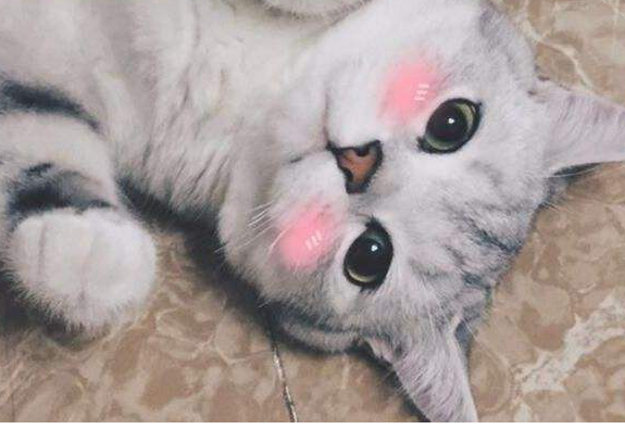 养猫聚财还是破财 家里养猫好 图片1