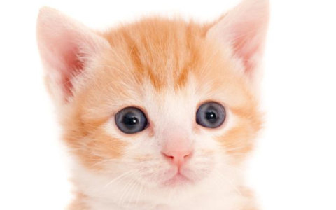 猫咪自己跑到家里预示着啥  旺家的猫咪有哪些特点