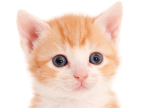 猫咪自己跑到家里预示着啥 旺家的猫咪有哪些特点 图片1