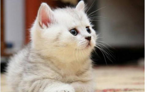 猫在家门口叫预示什么 猫咪爱你的“小细节”